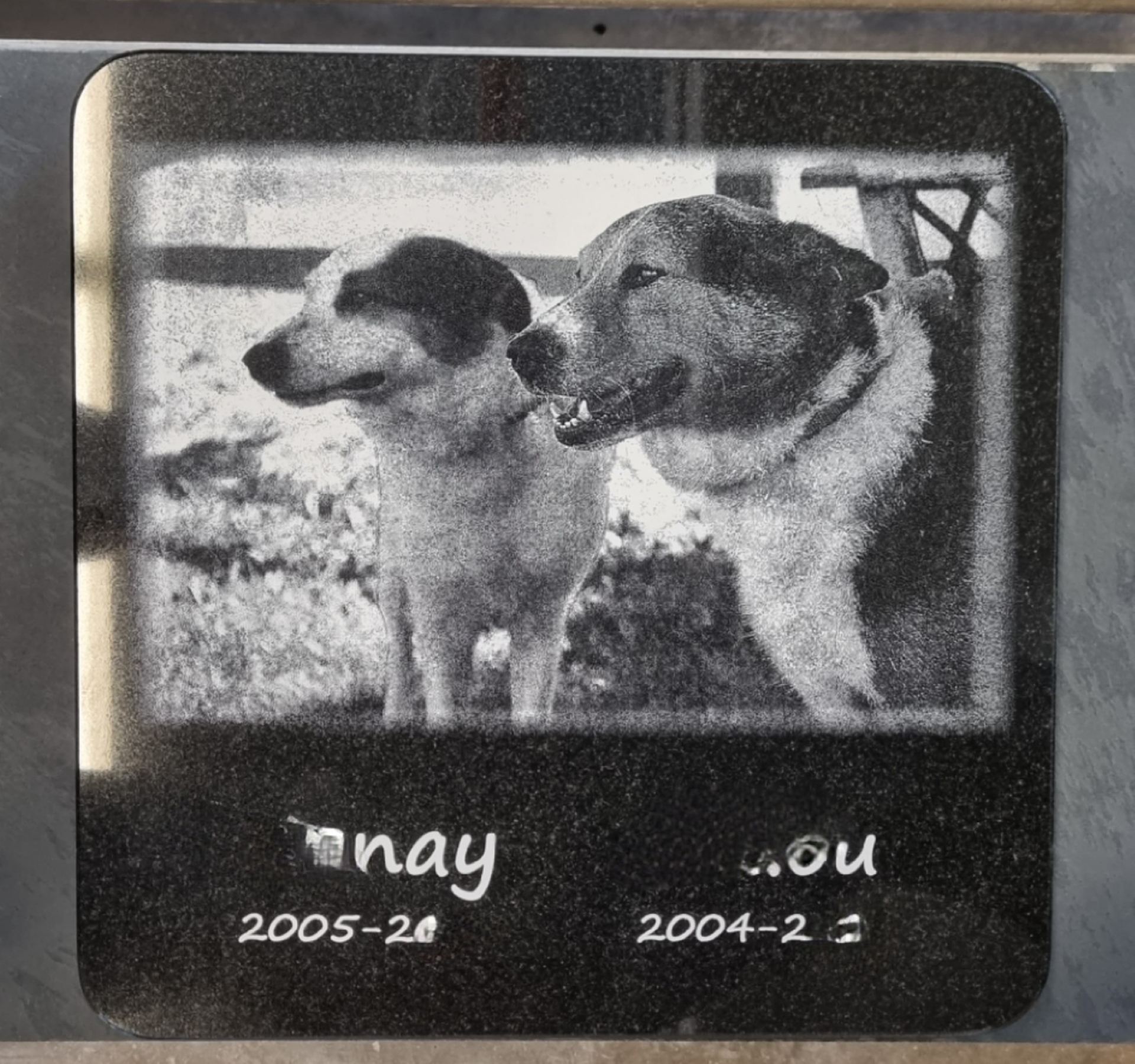 Gedenkplatte Hunde